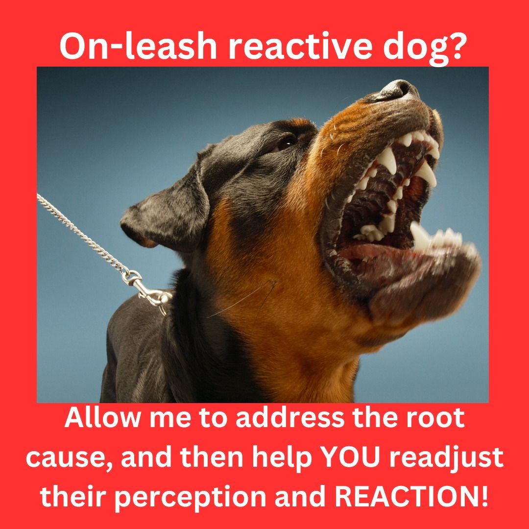 On Leash Reactive Dog Class 