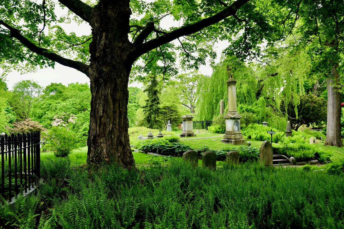 Champion Trees of Mount Auburn