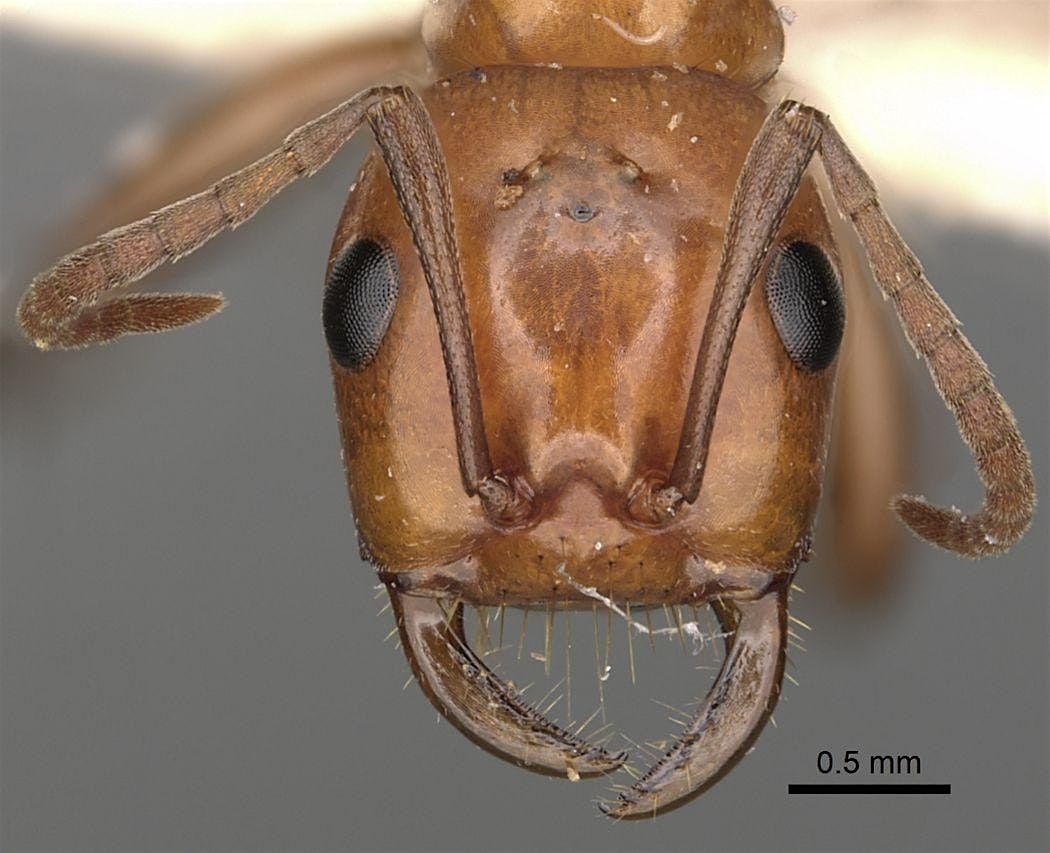 The Ants of Arizona \u2013 and more!