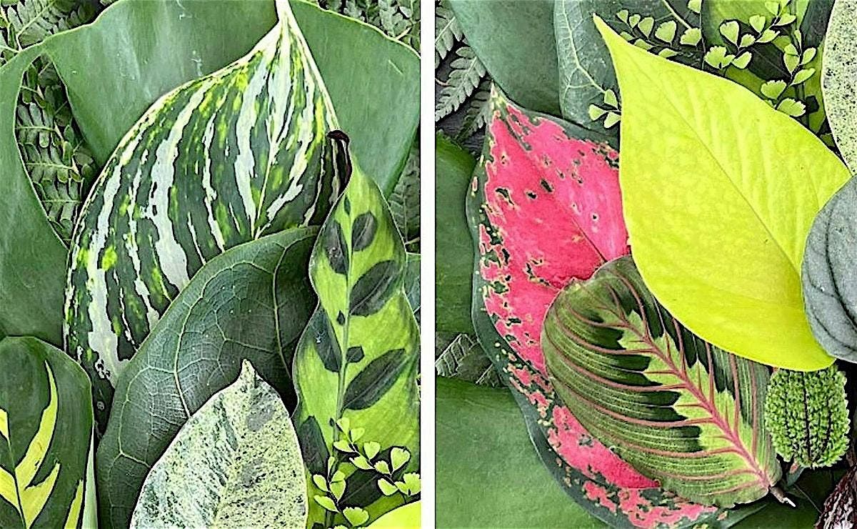 Sundays with Sara : The Language of Leaves