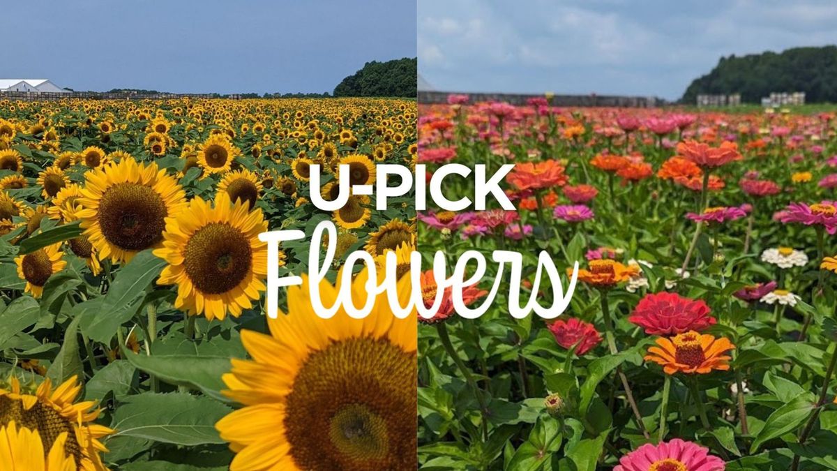 U-Pick Flowers