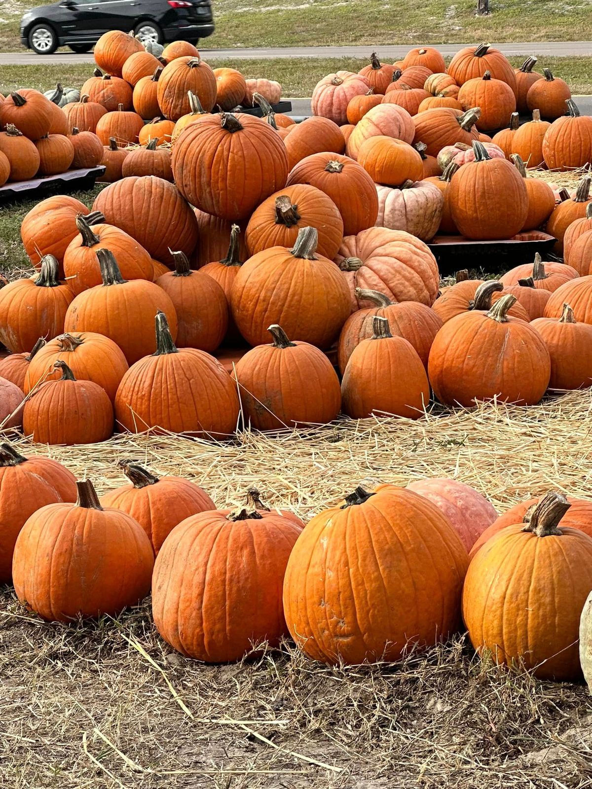 A.F.I.R.E.'S 5TH ANNUAL PUMPKIN PATCH