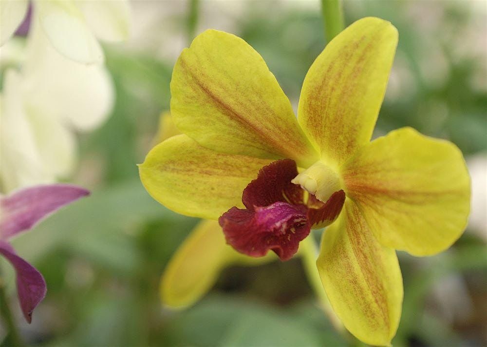 Landscaping with Orchids