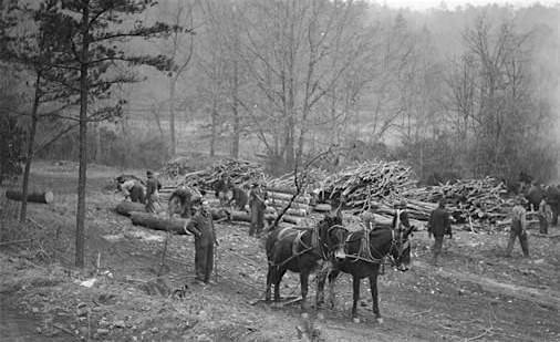 History & Archaeology of the Arboretum