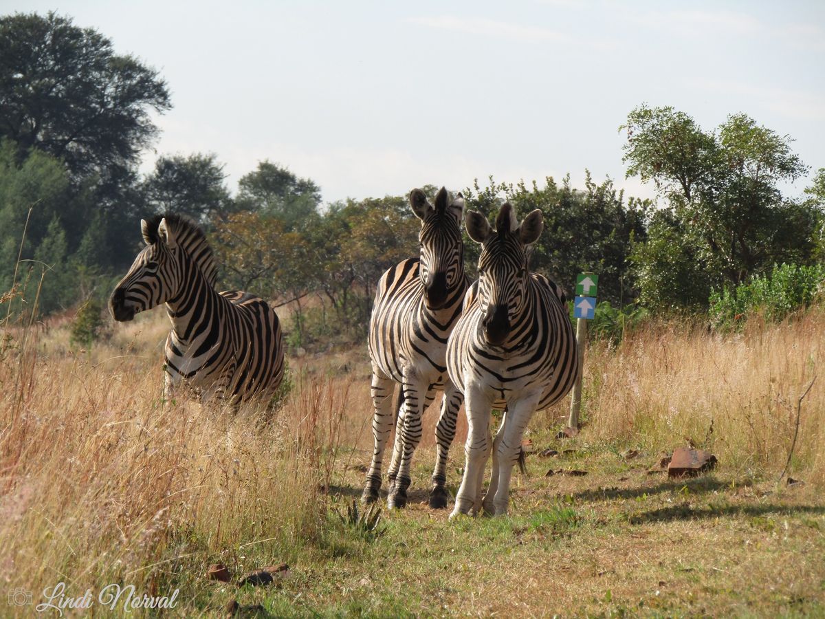 Groenkloof Nature Reserve