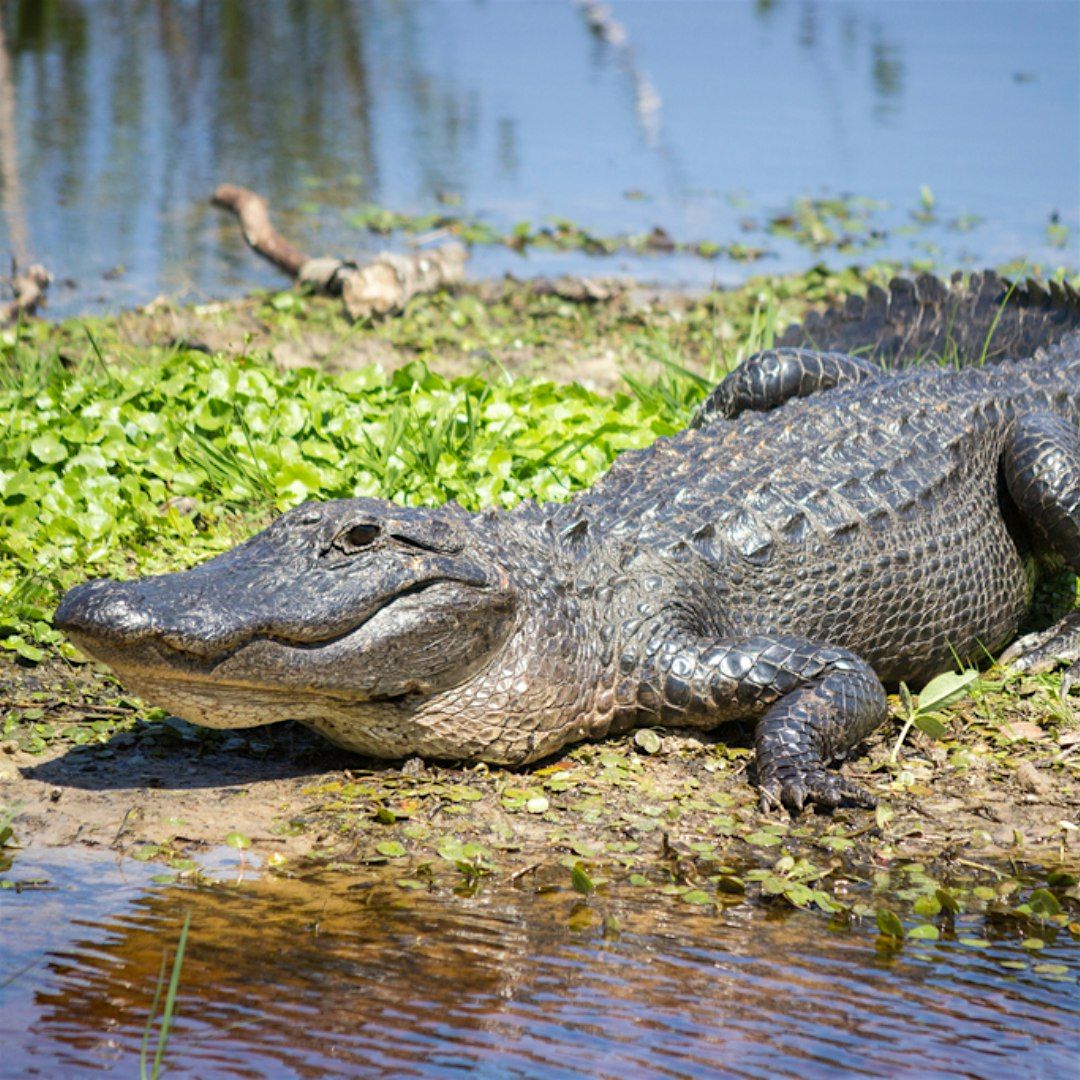 Wildlife Spotting Stroll at Indian Hills Preserve