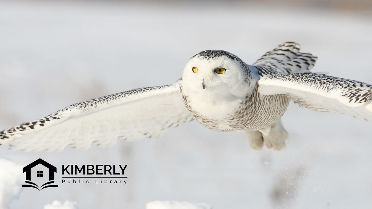 Rob Zimmer Presents: The Owls of Winter