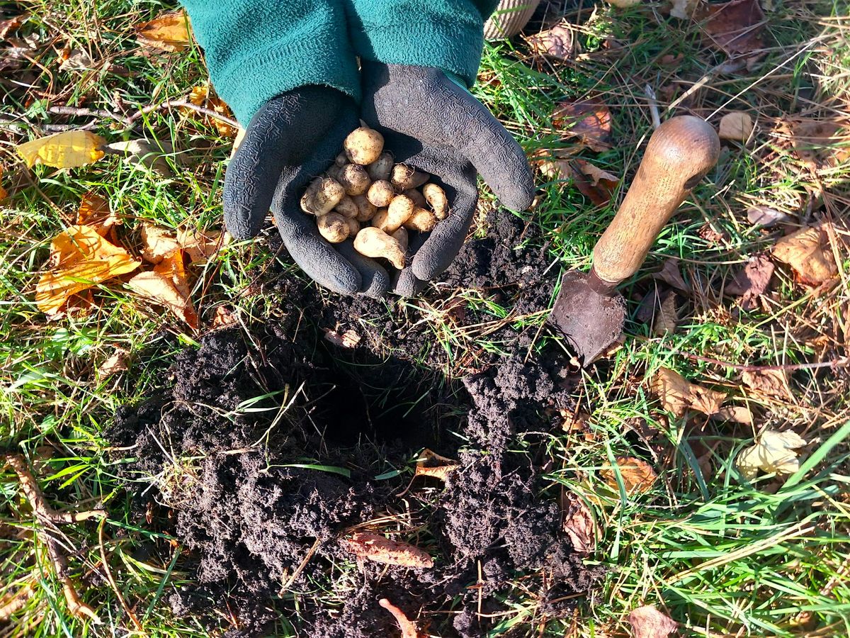 Bulb Potting at Winton Recreation Ground