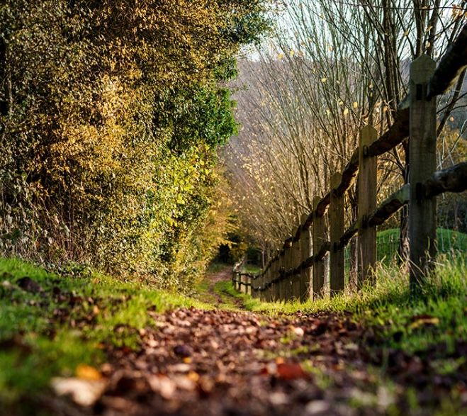 Big Wild Walk \u2013 7km Elstead & Thursley Commons Circular Walk for SWT