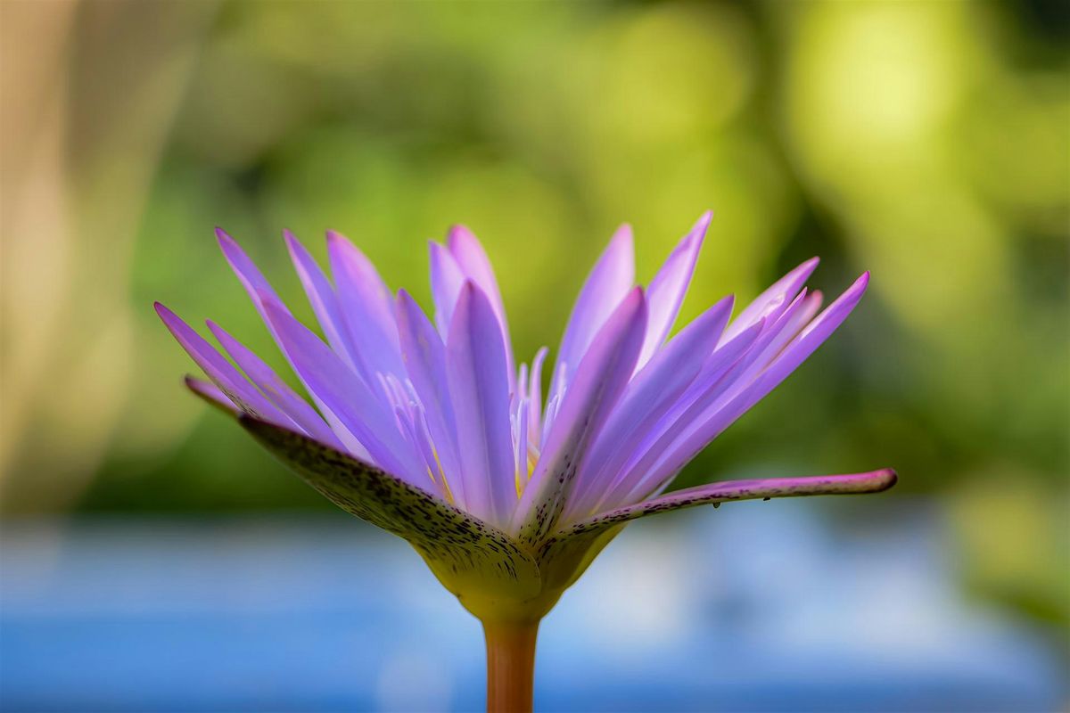 Reiki  Beginners Workshop with Jaslyn