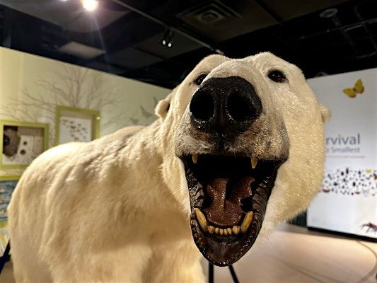 Burpee Museum BSA: Mammal Merit Badge - Virtual  0818