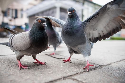 Pigeon First Aid - August