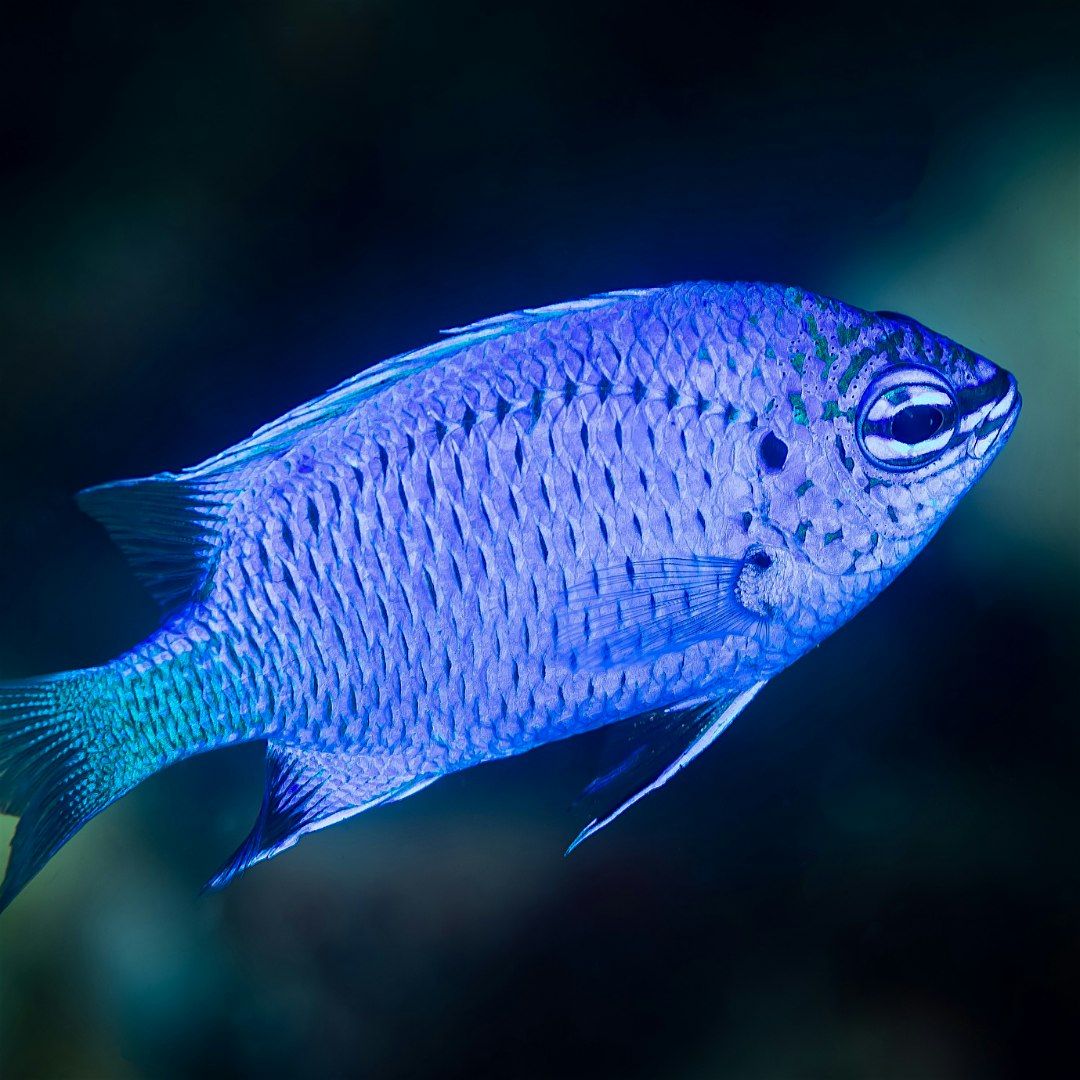 Saltwater Tank Feeding Encounter