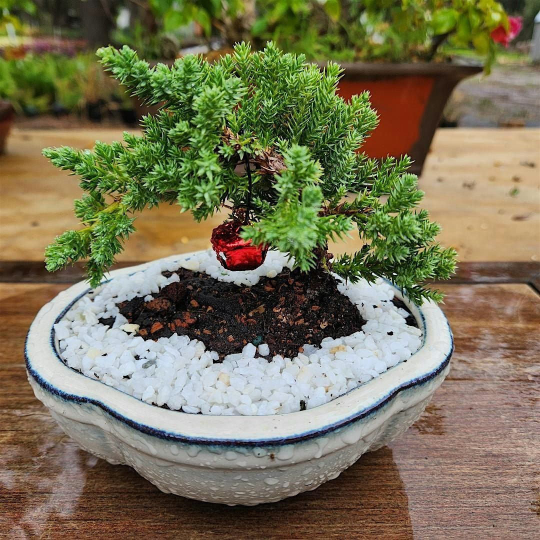 Bonsai Lesson at Dearborn Coffeehouse and Bakery