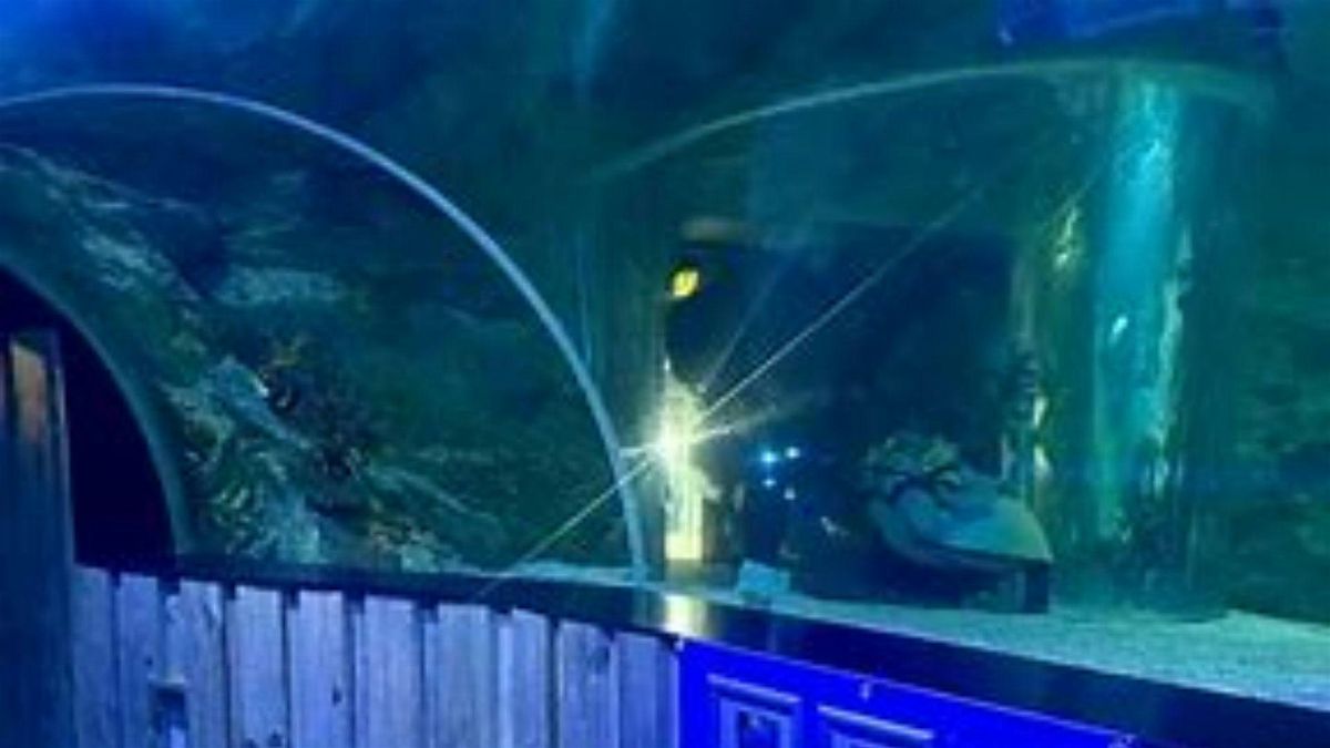 Southend-on-Sea SeaLife Adventure Tour (from Atlanta)