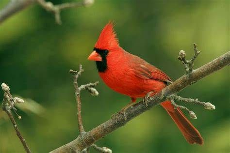 Bird Hike