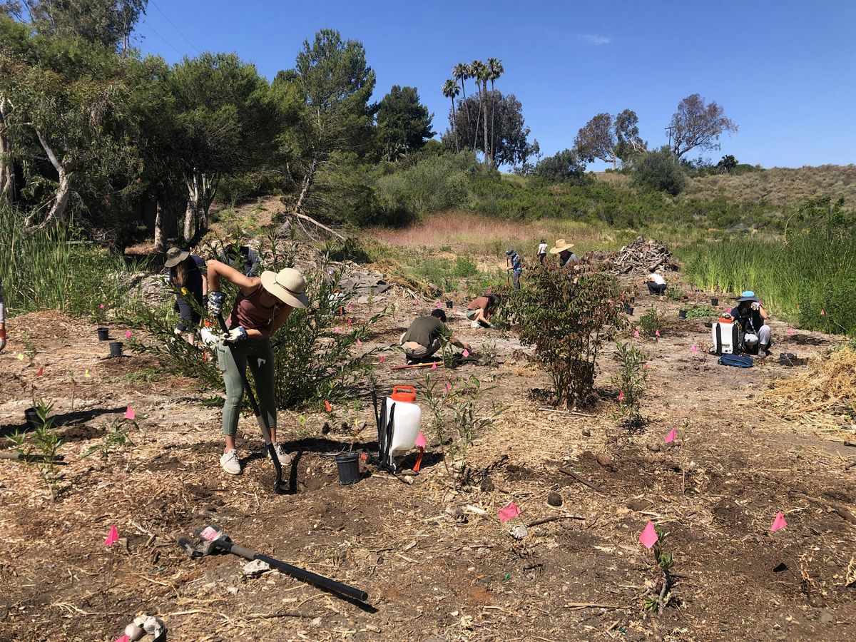 OCH Restoration at Back Bay Science Center (Riparian)