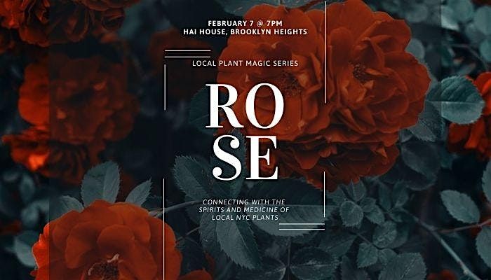 Local Plant Magic Series: Rose Medicine