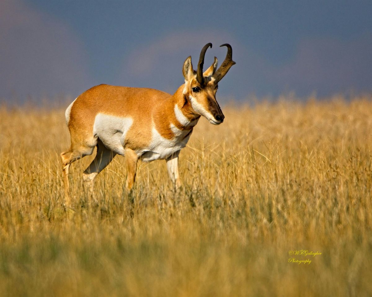 Pronghorn Safari Rides