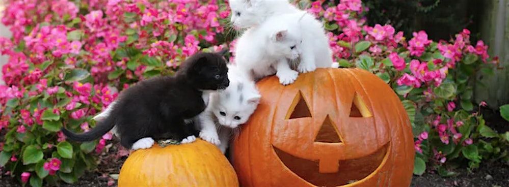 Pumpkin Carving at the Cat Cafe!
