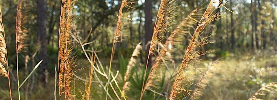 Grass & Sedge Identification Workshop presented by the NCF CISMA