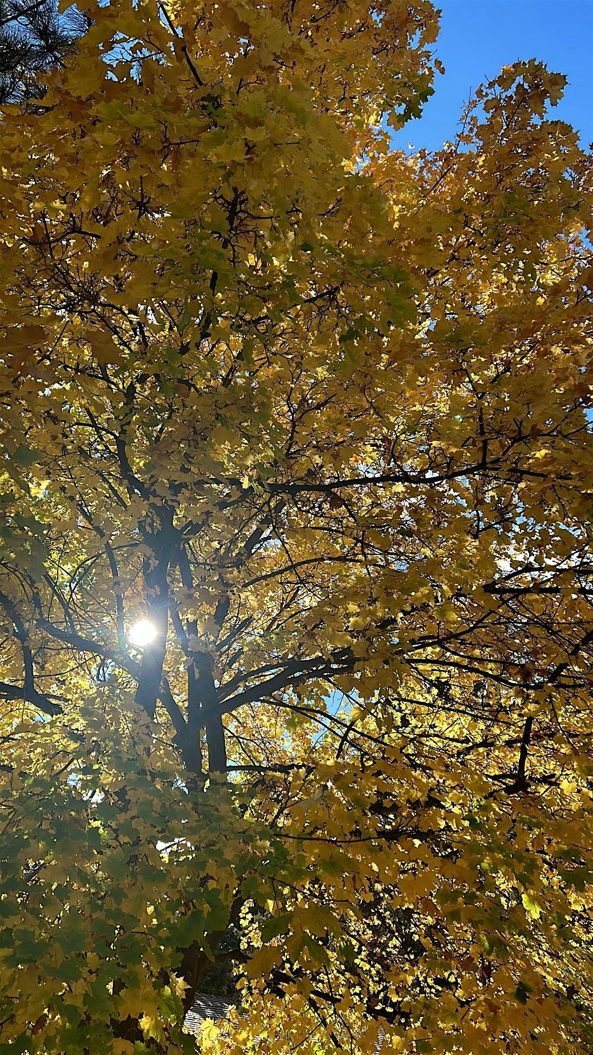 Inner Alchemy: An Autumn Seasonal Immersion