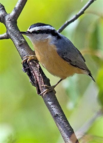 South Mountain Reservation Birding