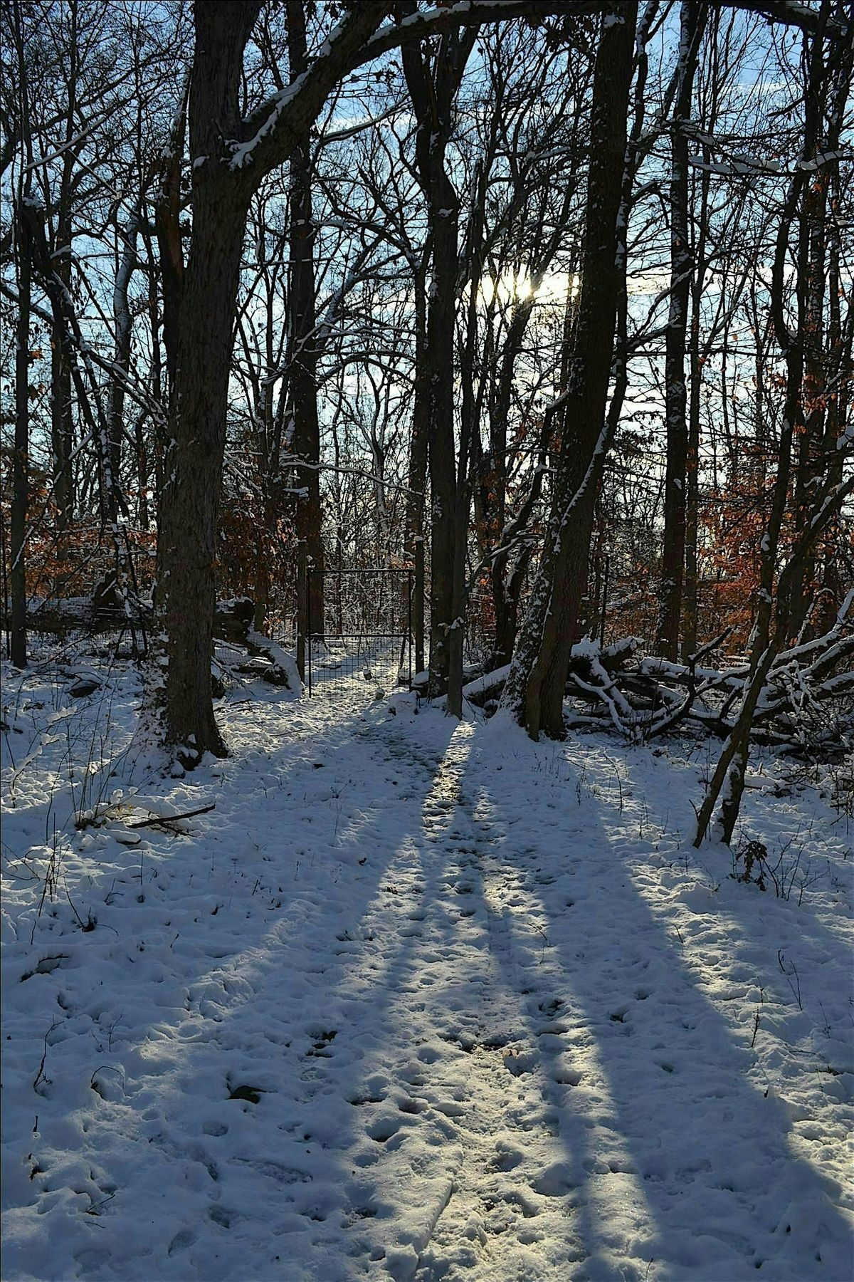 Tree Time: Winter Solstice I