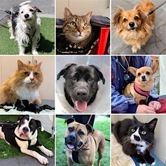 Trivia Quiz for Pets in the Park