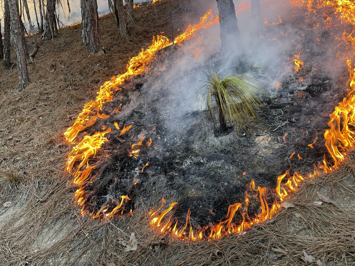 Mountain Longleaf PBA workshop