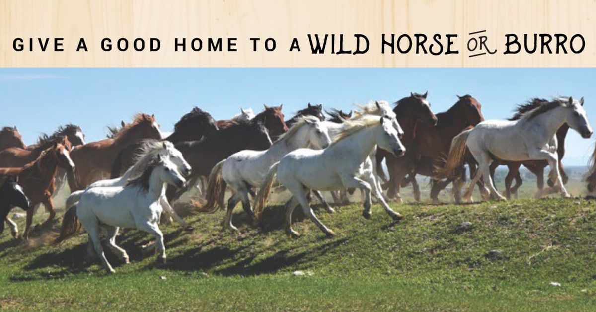 Wild Horse and Burro Adoption