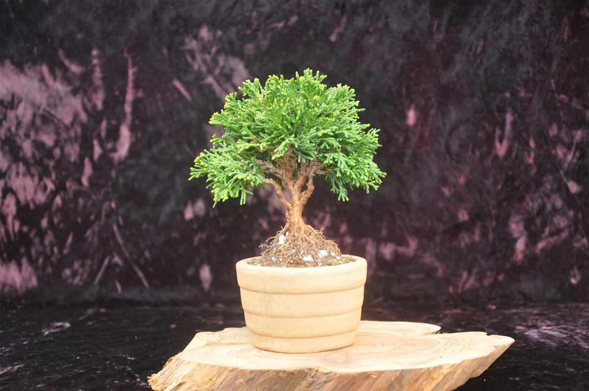 Bonsai for Beginners Workshop
