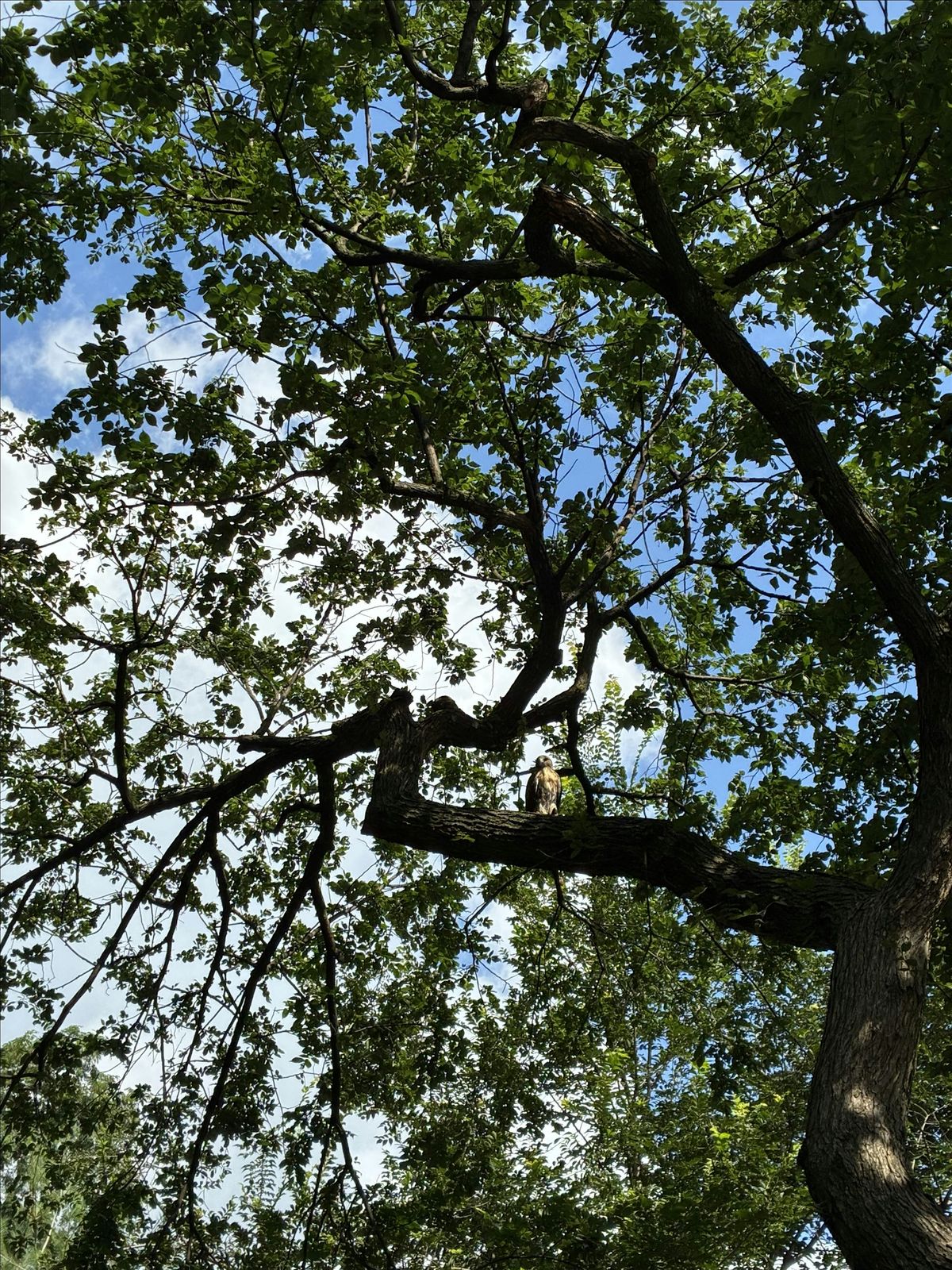 Urban ecology reading group