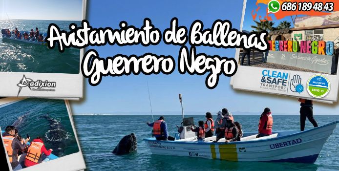 Avistamiento de Ballena Gris en Guerrero Negro