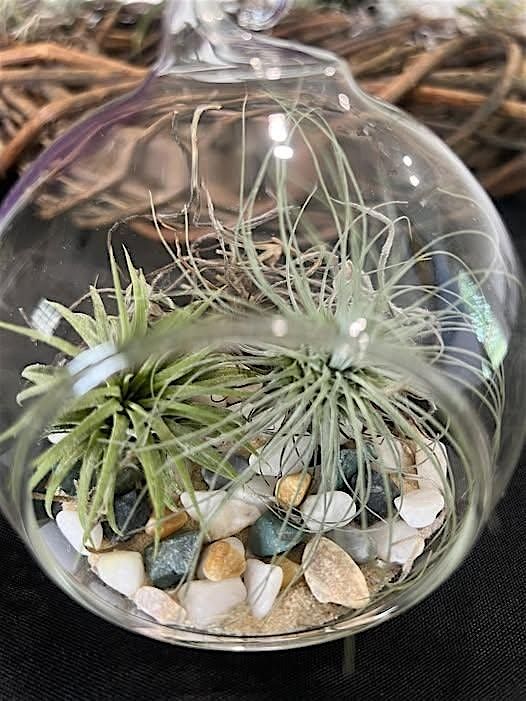 Air Plant Solarium Workshop