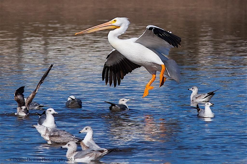 LO Central Coast | Beginning Bird Walk at Jim May Park