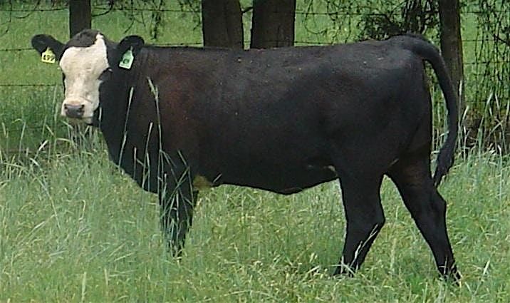 Richland Co. Cattlemen Educational Meeting