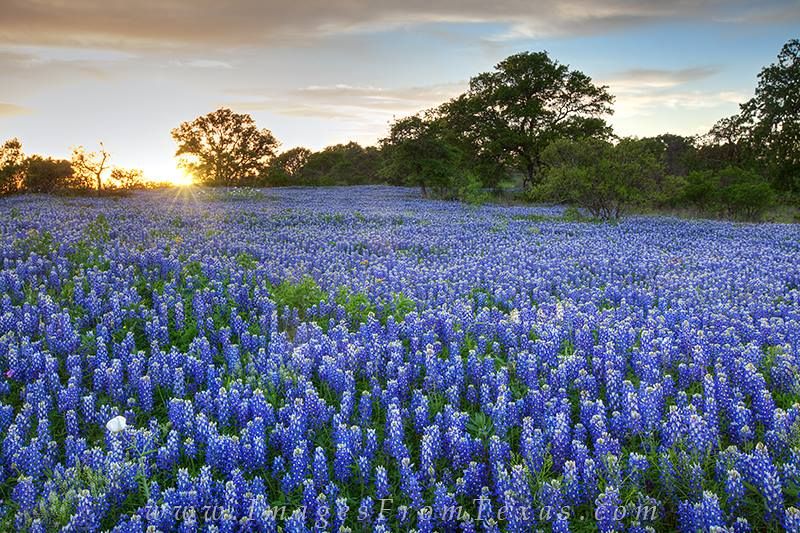 Lady Bird Johnson Wildflower Center: Fall Native Plant Sale, Full Weekends