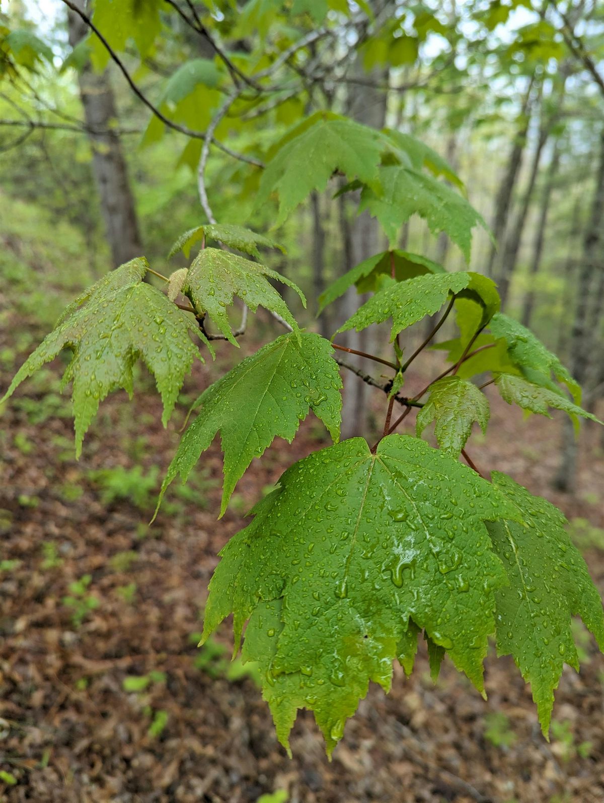 Leaf Winter Behind: Spring Tree ID