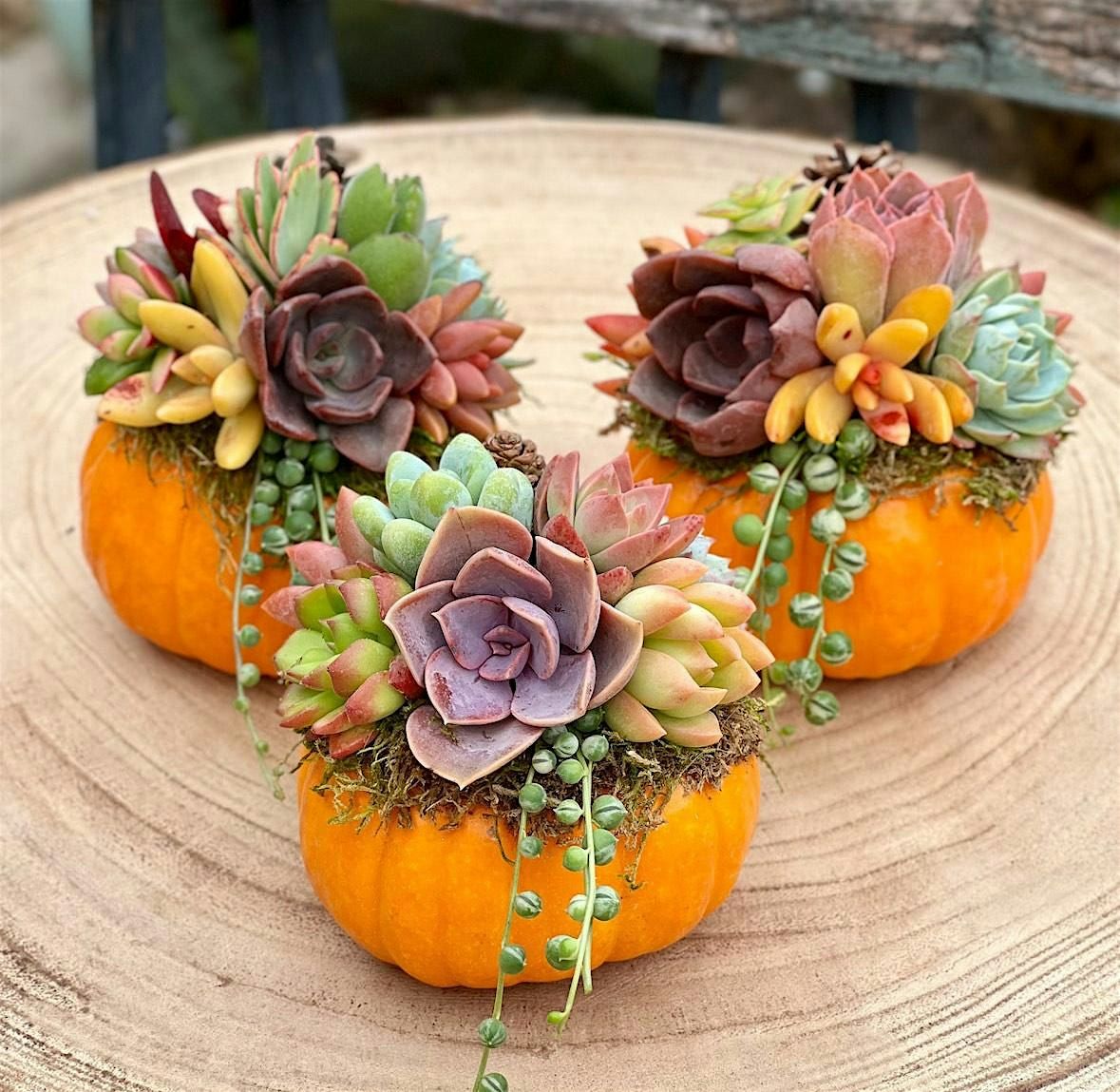 Succulent Pumpkins with Myrtle Creek Vineyards
