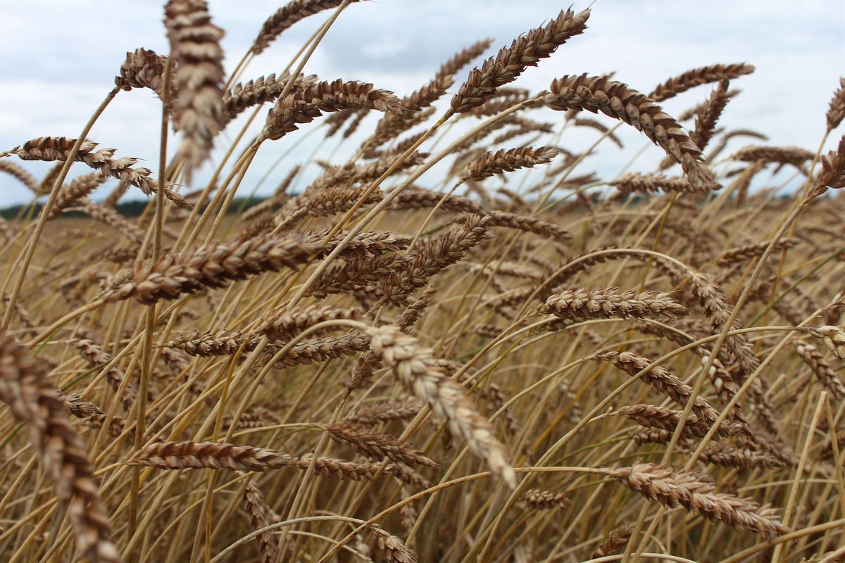 Seed to Bread: Post Harvest Grain Processing with Scotland The Bread
