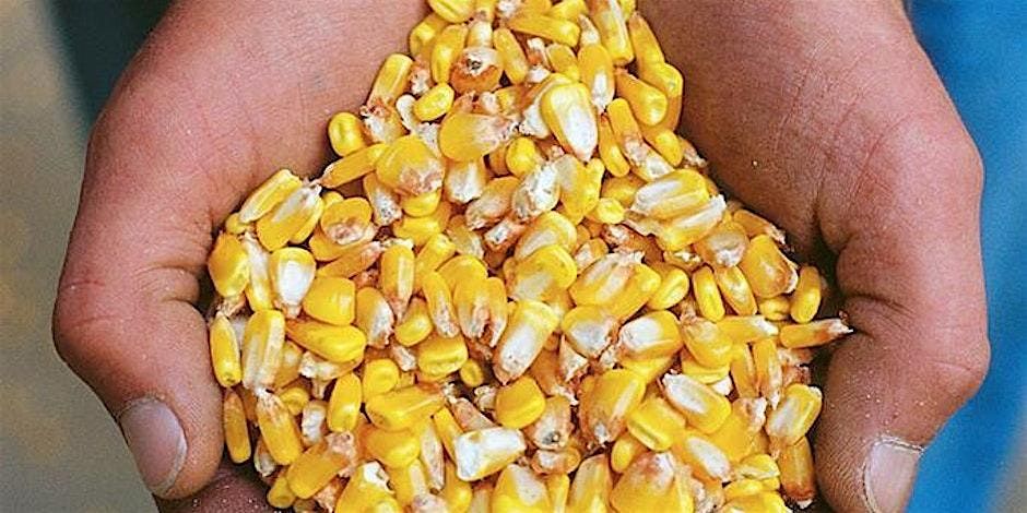 Talbot County Agronomy Program - 2025 Crop