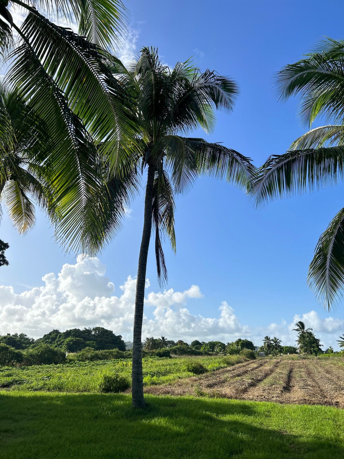 50th Crop Over Celebration\/Hurricane Beryl Fundraiser 