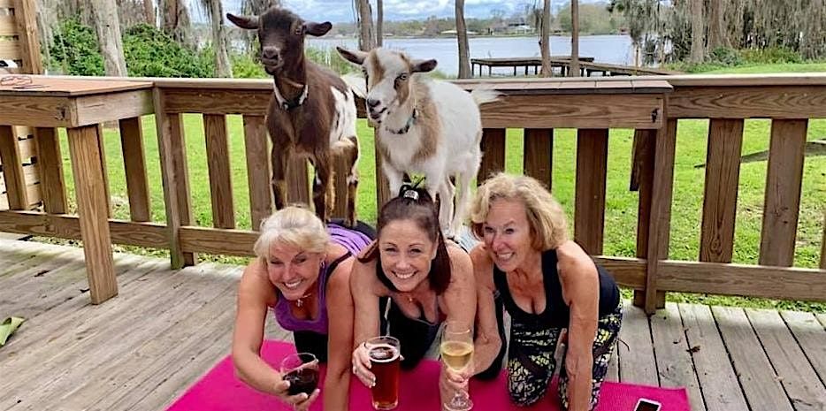 Goat Yoga Tampa lakeside @ In the Loop Brewing in Land O Lakes