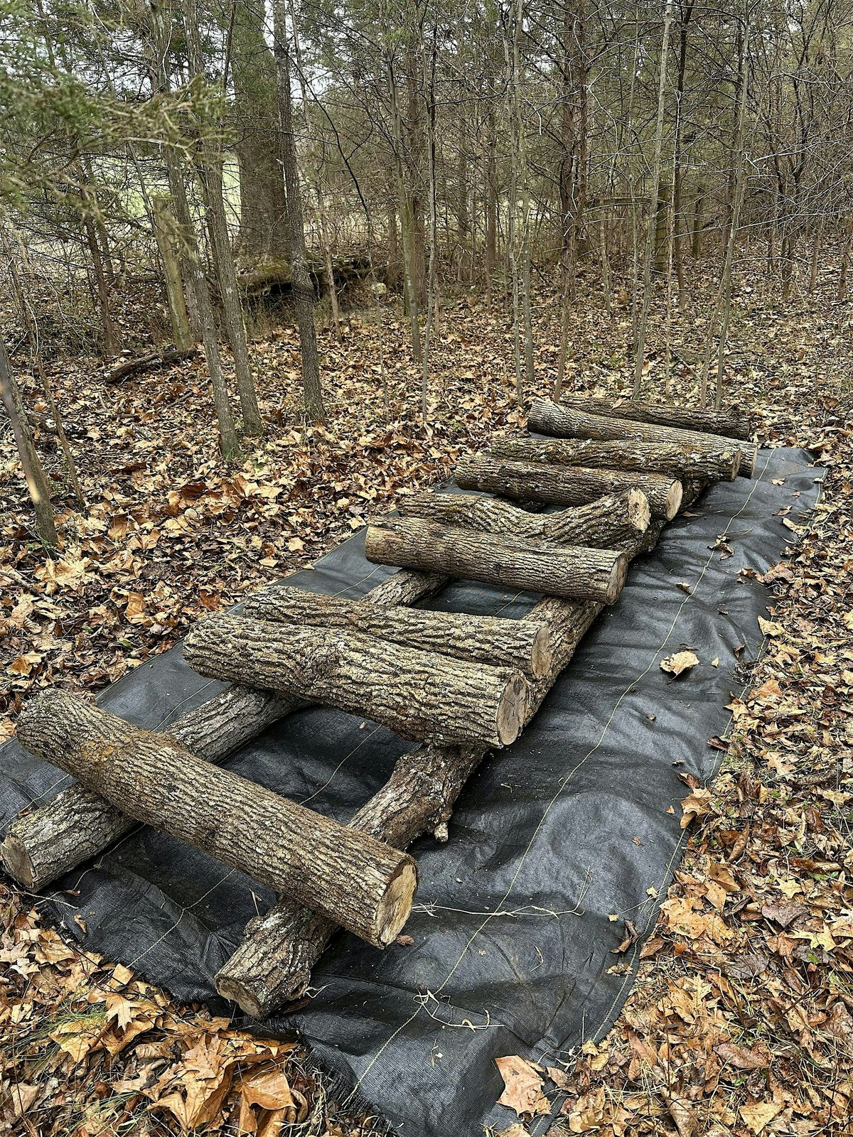 Shiitake Cultivation Workshop