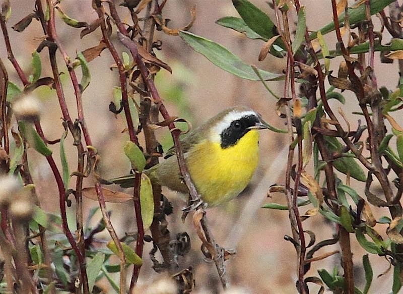 Palo Alto Baylands