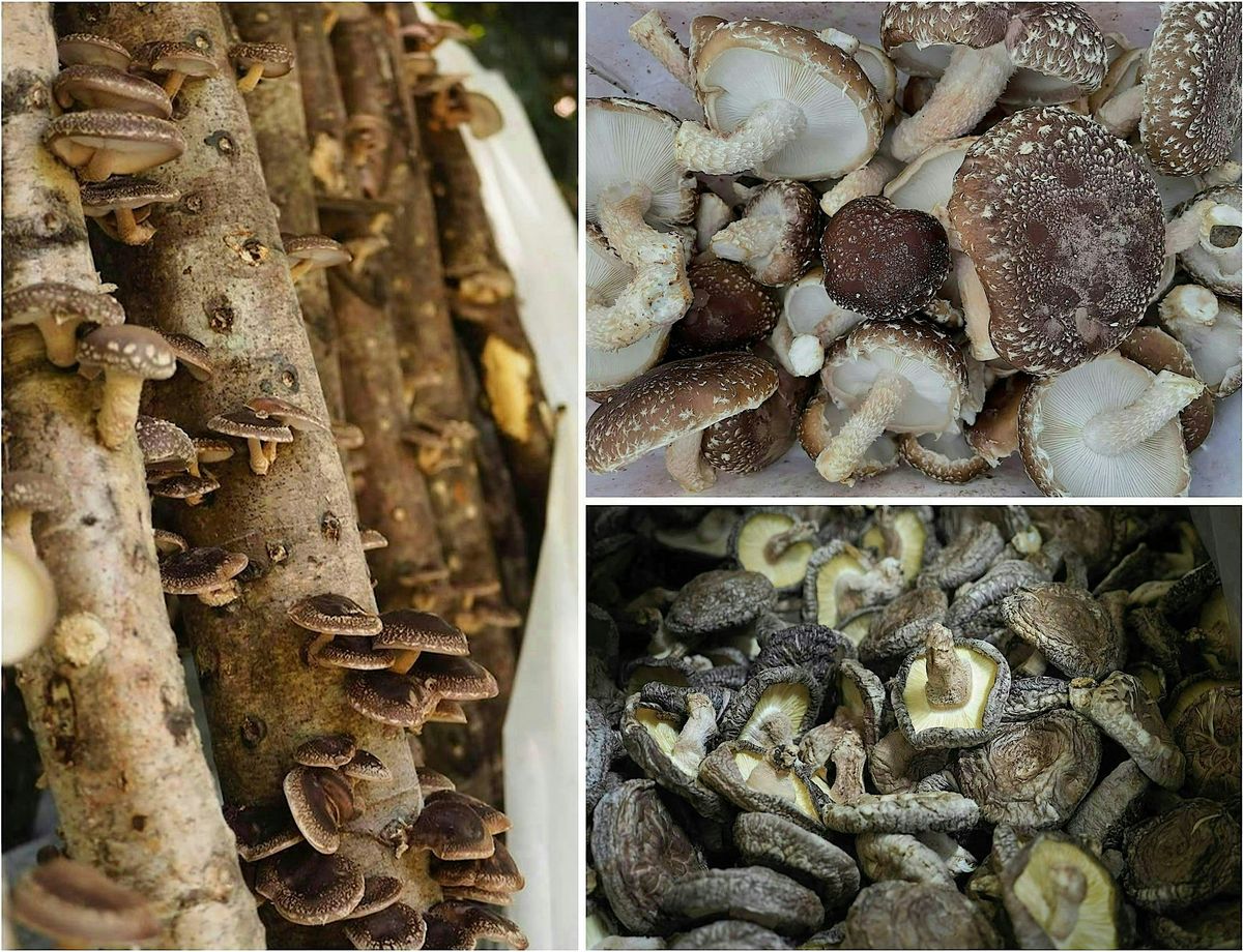 Forest-grown shiitake II: Production management, harvest, and post-harvest