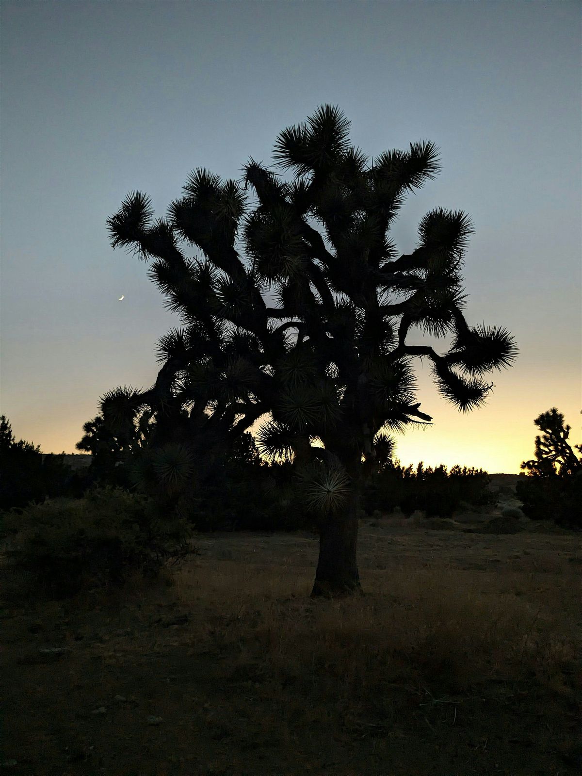 Twilight Nature Walk