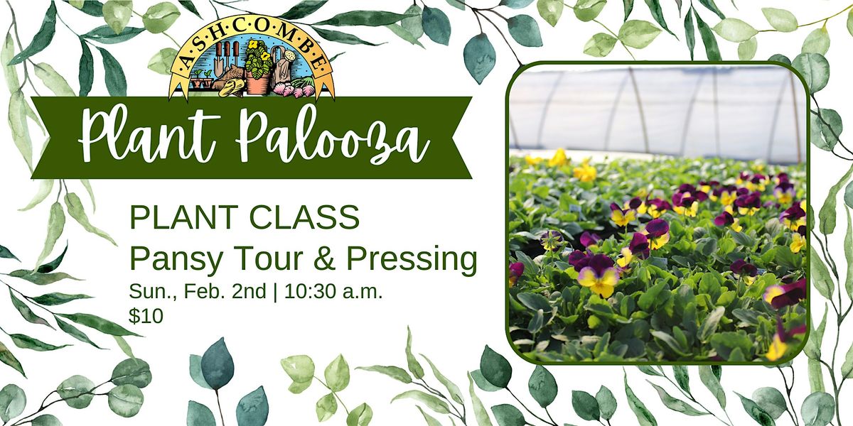 Pansy Tour and Pressing