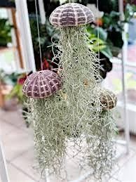 Airplant Jellyfish Social Craft